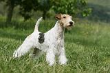 FOX TERRIER 615